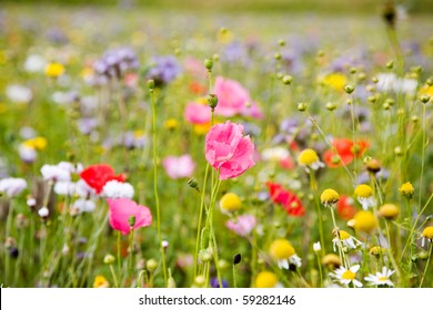 Colorful flowers, selective focus on pink flower