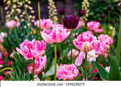 Colorful Flowers In Tivoli Garden, Copenhagen, Denmark.