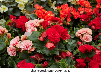 Begonia tuberosa: 56 bilder, stockfoton och vektorer | Shutterstock