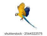 Colorful flying Blue and Gold Macaw parrot isolated on white background with clipping path