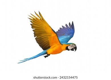 Colorful flying Blue and Gold Macaw parrot isolated on white background. - Powered by Shutterstock