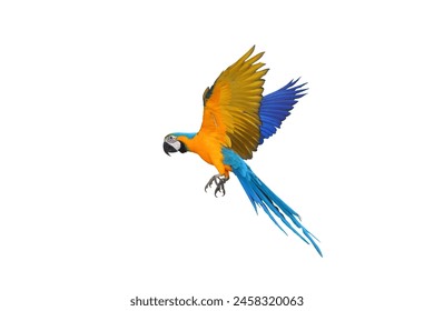 Colorful flying Blue and Gold Macaw parrot isolated on white background with clipping path. - Powered by Shutterstock