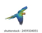 Colorful flying Catalina Macaw parrot isolated on white background with clipping path.