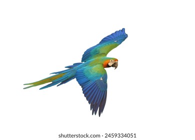 Colorful flying Catalina Macaw parrot isolated on white background with clipping path.