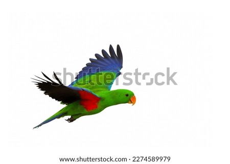 Colorful flying Eclectus parrot isolated on white background.