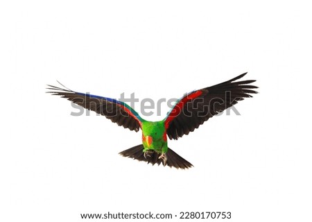 Colorful flying Eclectus parrot isolated on white background.