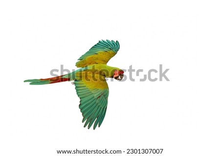 Colorful flying Great Green Macaw isolated on white background.