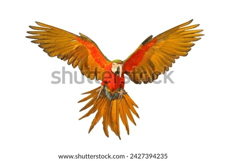 Colorful flying Macaw parrot isolated on white background.