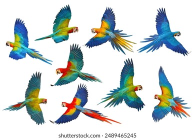 Colorful flying Macaw parrots isolated on white background. Set of Macaw parrot