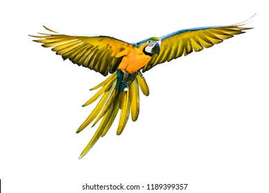 bunter fliegender Papagei einzeln auf weißem Hintergrund