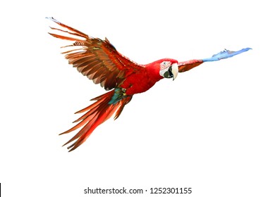 colorful flying parrot isolated on white background