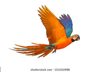 Colorful Flying Parrot Isolated On White Stock Photo (Edit Now) 1311010988