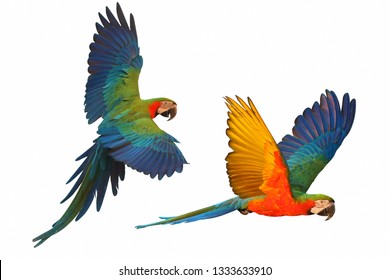 Colorful flying parrot isolated on white background.