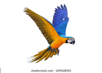 Colorful flying parrot isolated on white - Shutterstock ID 1494328592
