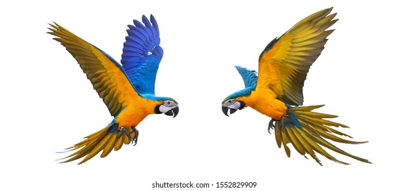 Colorful flying parrot isolated on white background. - Shutterstock ID 1552829909