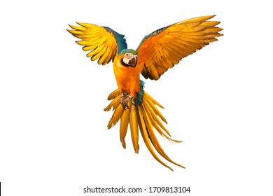 Colorful flying parrot isolated on white - Shutterstock ID 1709813104