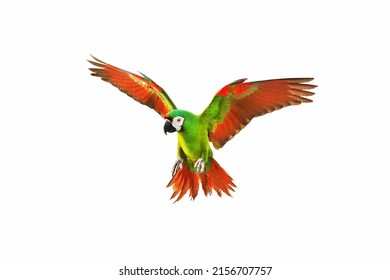 Colorful flying parrot isolated on white background. - Shutterstock ID 2156707757