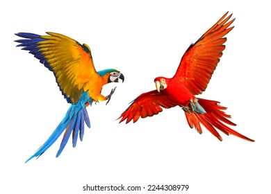 Colorful flying parrot isolated on white background. - Powered by Shutterstock