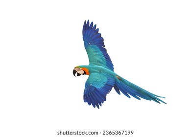 Colorful flying parrot isolated on white background. - Shutterstock ID 2365367199