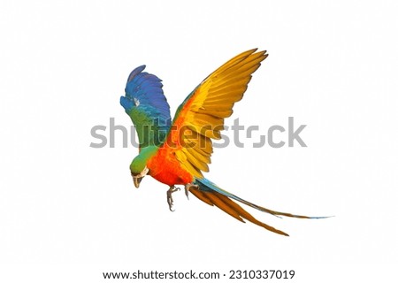 Colorful flying parrot isolated on white background.