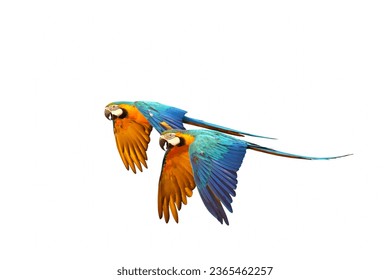 Colorful flying parrots isolated on white background. - Shutterstock ID 2365462257