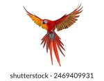 Colorful flying Scarlet Macaw parrot isolated on white background with clipping path.