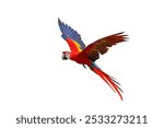 Colorful flying Scarlet Macaw parrot isolated on white background with clipping path.