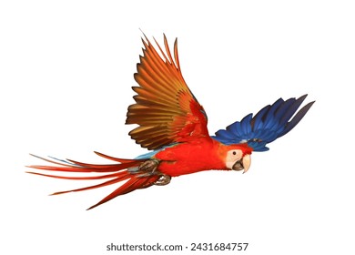 Colorful flying Scarlet Macaw parrot isolated on white background. - Powered by Shutterstock