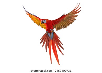 Colorful flying Scarlet Macaw parrot isolated on white background with clipping path.