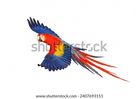 Colorful flying Scarlet Macaw parrot isolated on white background.