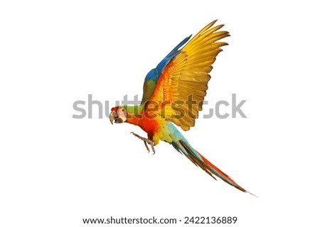 Colorful flying Shamlet Macaw parrot isolated on white background.