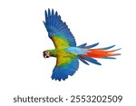 Colorful flying Shamrock Macaw parrot isolated on white background with clipping path.