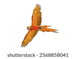 Colorful flying Shamrock Macaw parrot isolated on white background with clipping path.