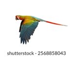 Colorful flying Shamrock Macaw parrot isolated on white background with clipping path.