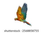 Colorful flying Shamrock Macaw parrot isolated on white background with clipping path.