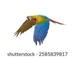 Colorful flying Shamrock Macaw parrot isolated on white background with clipping path.