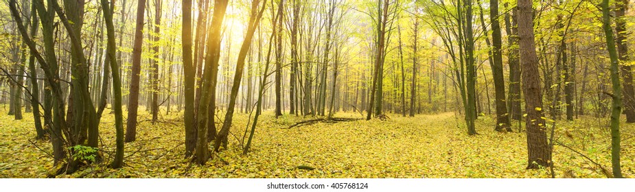 Colorful and foggy autumn forest - Shutterstock ID 405768124