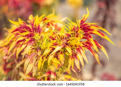 Colorful Foliage Amaranthus Tricolor Molten Fire Stock Photo Edit Now 1645041958