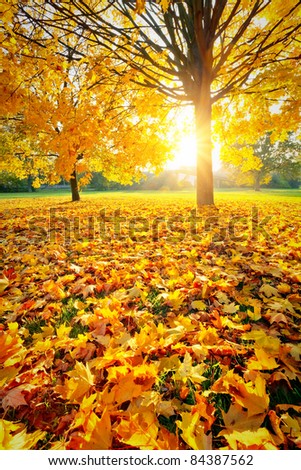 Similar – Image, Stock Photo autumn 1 Human being