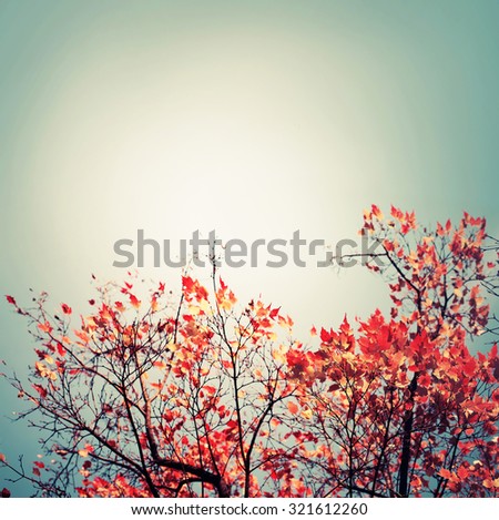 Image, Stock Photo blazing autumn… Nature