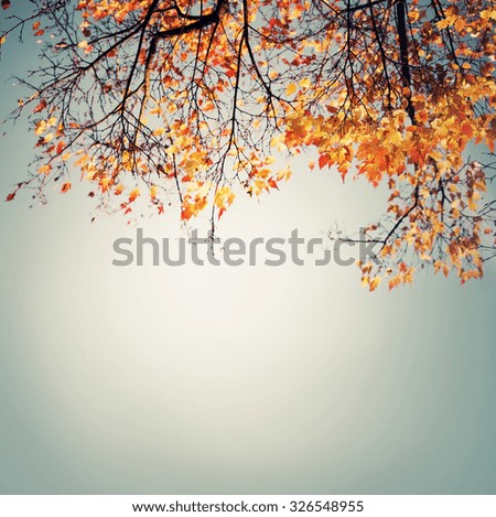 Similar – Autumn leaves Nature Leaf