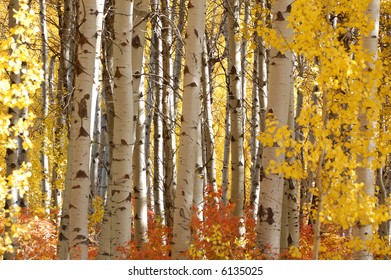 Colorful Foliage At Cascade Loop In Washington State In Oct.