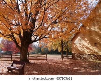 Colorful Foliage In Historic Old Salem, Winston Salem, NC
