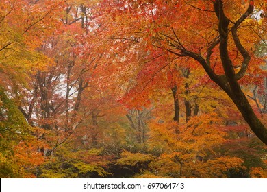 Colorful forest - Shutterstock ID 697064743
