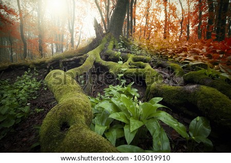 colorful forest in summer with sun beam