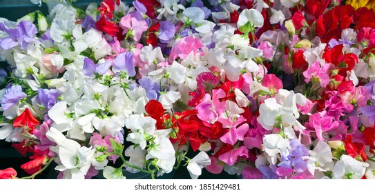Colorful fragrant sweet pea flowers.