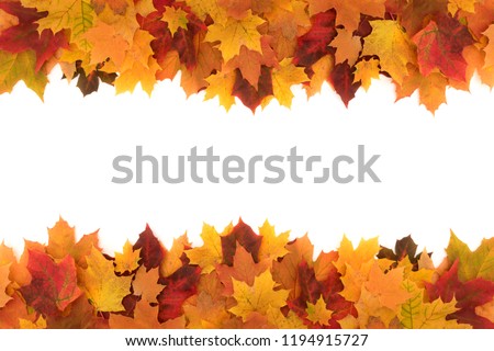Colorful frame made of of fallen maple autumn leaves on white background.