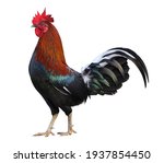 Colorful free range male rooster isolated on white background with clipping path