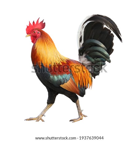 colorful free range male rooster isolated on white background with clipping path
