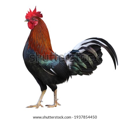 Colorful free range male rooster isolated on white background with clipping path
